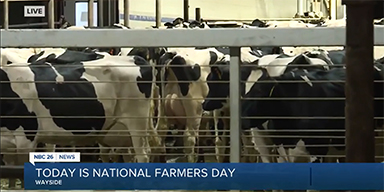 Keeping Cows Comfortable on the Farm