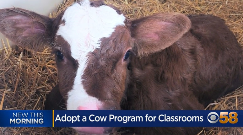 Learn about the 'Adopt a Cow' program for classroom pets