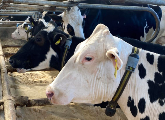 Tracking moo-vement: Cow activity trackers provide benefits for herd, farm operators