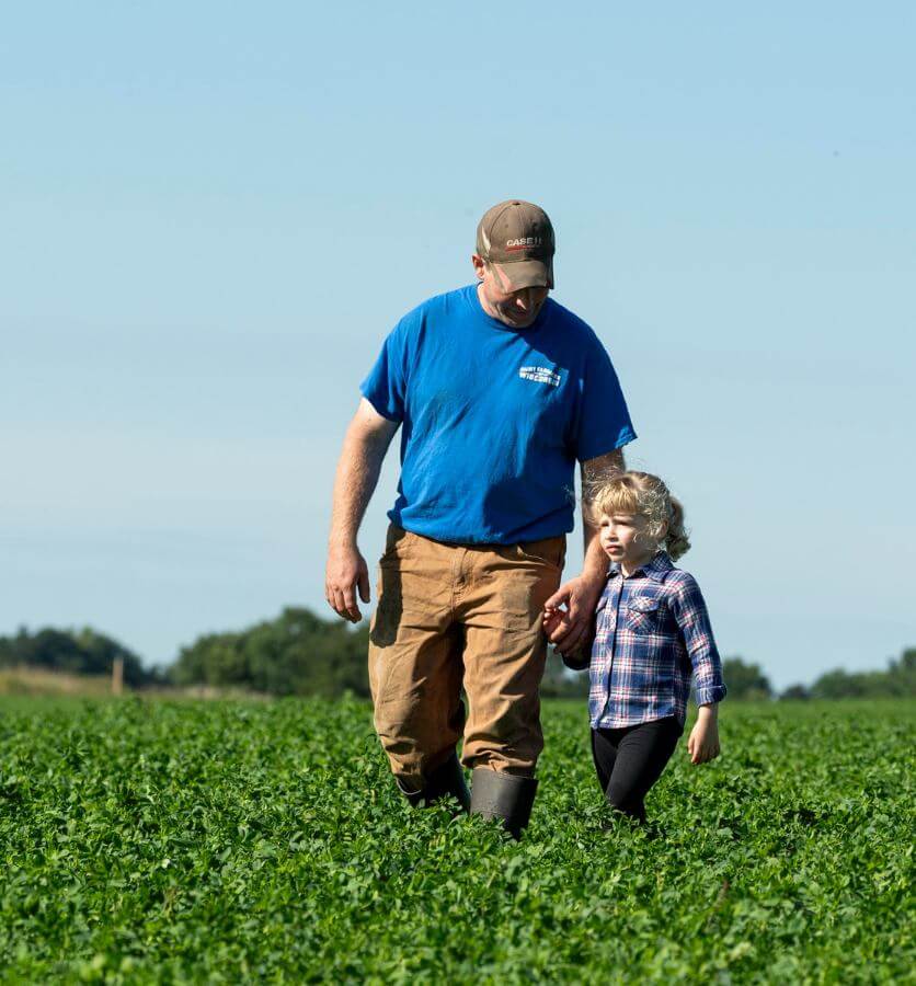 Man in a t-shirt and baseball cap walks with his toddler daughter in a field of crops on a Wisconsin dairy farm.