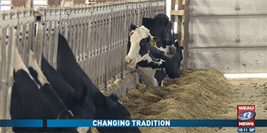 WEAU-TV 13: Changing Tradition: Getting Bigger to Stay Small in America’s Dairyland