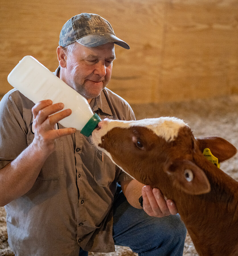 Dairy farmer in Wisconsin kneeling in hay to feed a brown and white spotted calf from a bottle.