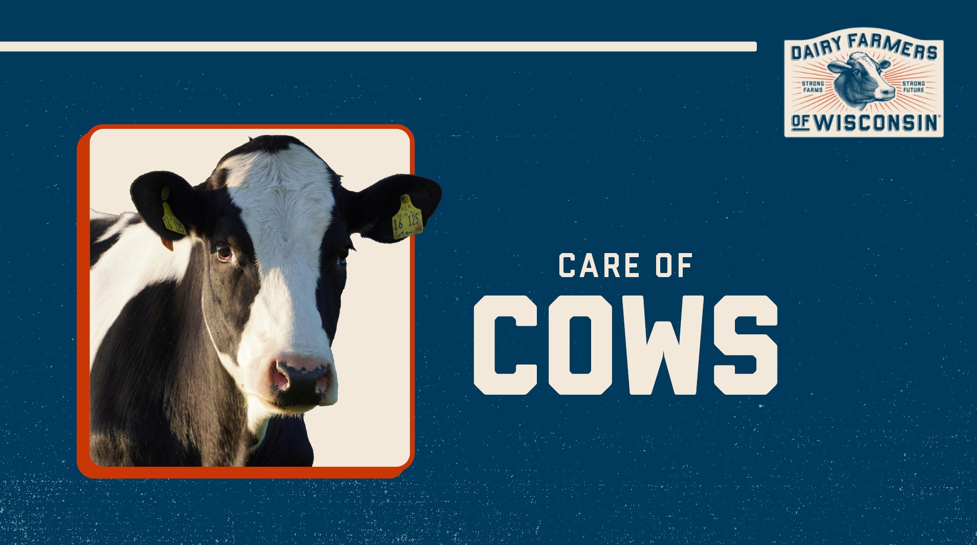 Care of Cows
